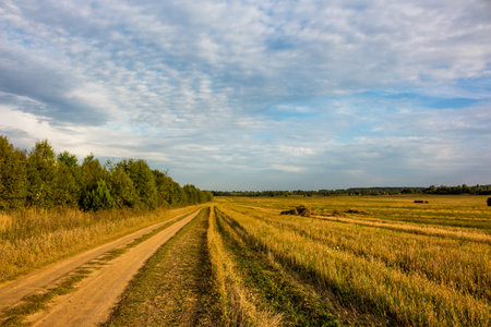 Dirt road going into the distance near a field, agricultural fields after harvestの写真素材