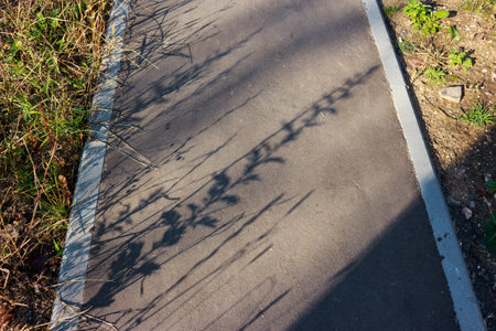 Sunny pedestrian path with crisp plant shadows on asphalt. Nature's patterns on a walking trail