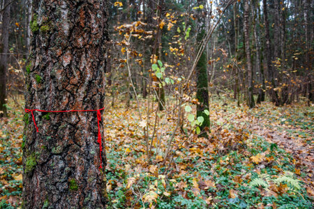Sturdy tree trunk with rugged bark and moss, marked by a bright red thread, signaling a hiking path through a serene autumn forest sceneの写真素材