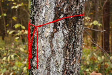Vivid red string marking a hiking trail on a rugged tree trunk in an autumn forest, guiding the way through nature's quietudeの写真素材