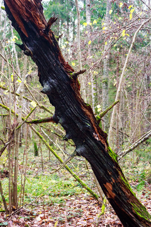 Charred, mossy, leaning old tree trunk in an autumn forest. Nature's slow decay and rugged beauty