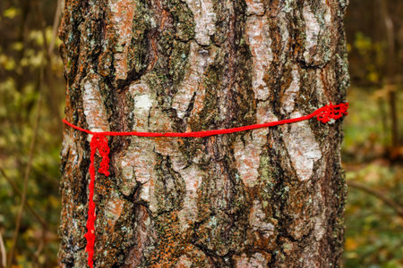 Vibrant red yarn tied around a textured tree trunk, a vivid trail marker guiding hikers through the peaceful forest wildernessの写真素材