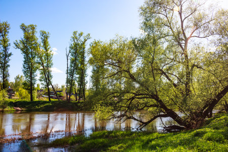 Vibrant spring river scene with a large, old tree gracefully arching over tranquil waters. Lush green foliage and clear blue sky evoke peaceful nature vibesの写真素材