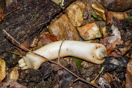 An eerie doll's arm lies discarded on the damp forest floor amidst leaves and stones. This lost, creepy toy creates an unsettling, mysterious sceneの写真素材
