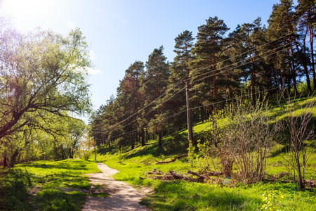 A sunny dirt path winds through lush green nature, flanked by leafy trees and a pine forest with...
