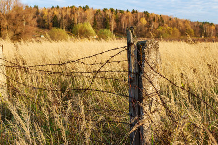 Rusty barbed wire fence on old posts stretches across a sun-drenched autumn field, backed by colorful fall trees under a clear skyの写真素材