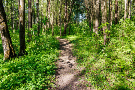 A winding forest path bathed in dappled sunlight, surrounded by lush green foliage. Inviting nature...