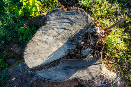 A textured tree stump with visible growth rings and saw marks, partially bathed in morning sunlight,...