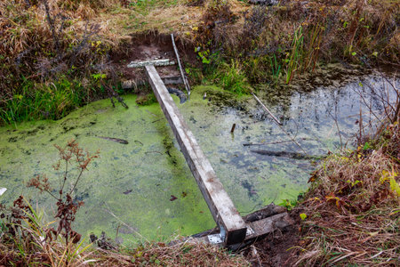 A rustic single-plank footbridge spans a duckweed-covered ditch. This simple, makeshift crossing...