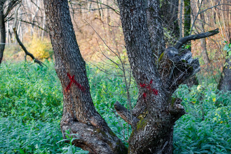 Trees in a forest marked with prominent red crosses, indicating them for felling. A stark scene of logging preparation or forest managementの写真素材