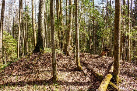 Ancient burial mound, a kurgan, nestled in a Russian forest during early spring. Sun-dappled leaves...