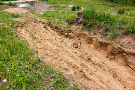Washed-out sandy gully with exposed roots, carved through vibrant summer greenery. A raw, rugged,...