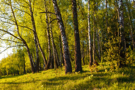 Vibrant birch grove bathed in golden spring sunlight. Fresh green leaves hint at nature's cheerful awakening and serene tranquility, offering a peaceful escapeの写真素材