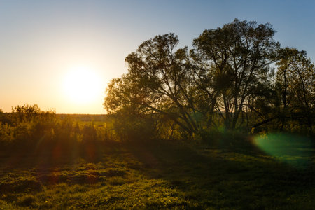 Golden hour sunset bathes a serene meadow and silhouetted trees in warm light. Tranquil nature scene evoking peace and the day's end. A calm, inviting outdoor landscapeの写真素材