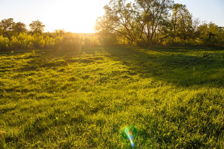 Lush green meadow bathed in golden hour sunlight, creating a serene and tranquil natural escape. Gentle sunbeams pierce through, evoking peace and new beginningsの写真素材