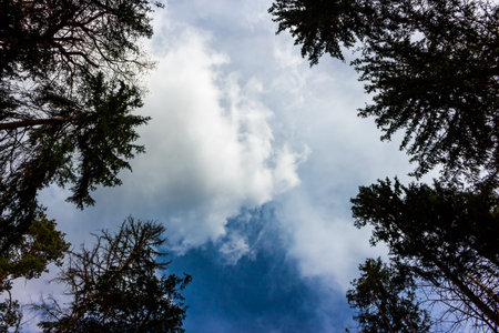 Dramatic sky vista through a canopy of dark forest pines. Billowing white clouds against deep striking blue create a serene natural backdropの写真素材