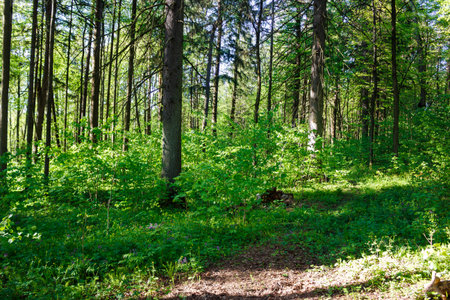 Lush, verdant forest bathed in dappled sunlight. Fresh spring foliage creates a serene, tranquil...