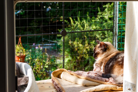 Charming feline enjoys a sunbath on a comfy blanket in an outdoor catioの写真素材