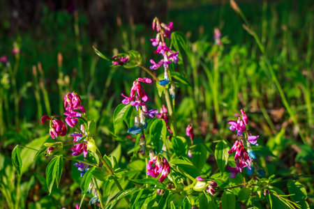 Dainty purple and blue spring pea blooms (Lathyrus vernus) pop against lush green foliage, a...