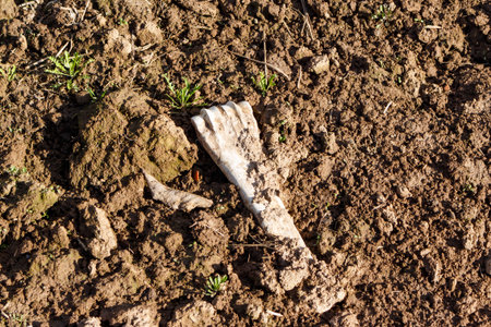Weathered mammalian bone unearthed in dry, clumpy farm soil. A rural discovery of life's remnants,...