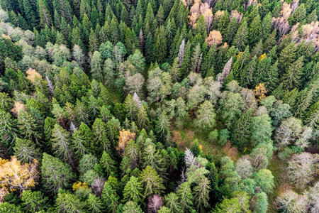 Top view of a coniferous forest in autumn