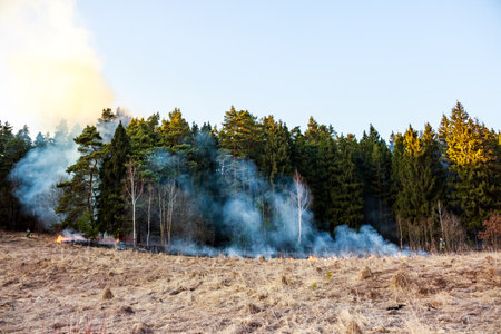 Fire from dry grass in a field spread to trees in a forest, consequences of setting dry grass on...