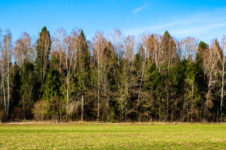 Mixed forest with birches and firs in early springの写真素材