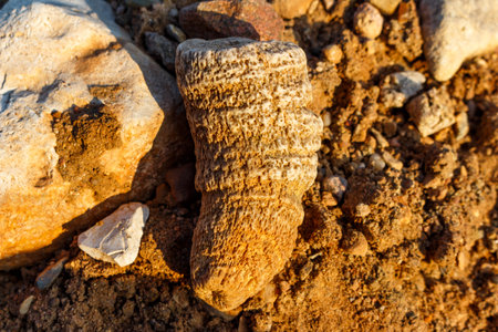 Fossil hunting in nature, fossilized single coral rugosa replaced by quartz, central Russia