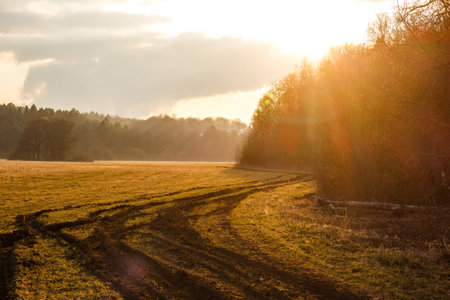 Golden field with prominent tire tracks winding towards a sun-drenched forest edge, beautifully bathed in warm, radiant lightの写真素材