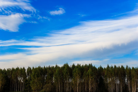 Lush green forest line under a vast blue sky with light, feathery clouds. A peaceful outdoor nature scene, vibrant and airyの写真素材