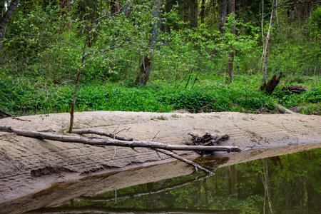 Weathered logs lie sprawled across a sandy riverbank, dipping into calm water. Fresh green foliage and a young tree frame this peaceful woodland sceneの写真素材