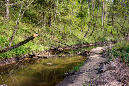 A serene forest stream with a fallen tree spanning its waters, nestled amidst vibrant spring greenery. A tranquil, untouched natural escapeの写真素材