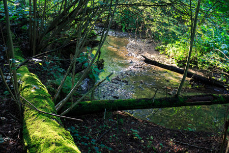 Moss-covered fallen log spans a tranquil forest stream, bathed in dappled evening sun. A serene woodland scene, whispering nature's secretsの写真素材