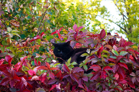 Black cat peeking from vibrant autumn leaves on a fence top, its emerald eyes glowing. A cozy fall hideaway for this sleek furballの写真素材