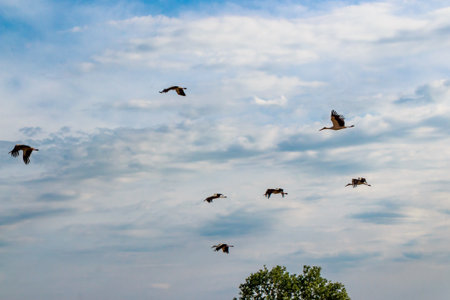 Majestic storks in powerful flight against a vivid blue sky with scattered clouds, symbolizing freedom and the vastness of natureの写真素材