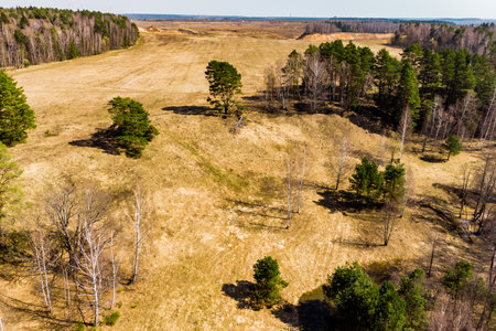 Dry early spring meadow sloping down near a dense forest edge, bathed in bright sunlight, casting sharp shadowsの写真素材