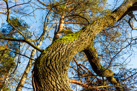Worm's-eye view captures rugged oak bark adorned with bright green moss against a vivid blue sky,...