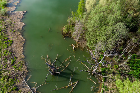 Aerial view captures murky green water of a pond dotted with stark, submerged deadwood and...