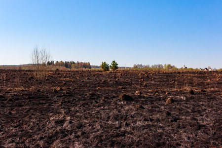 Black field after the fall of spring grass, harming natureの写真素材
