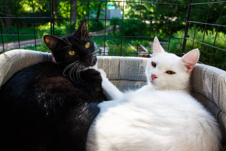 Black and white young cats lie next to each other in a basket