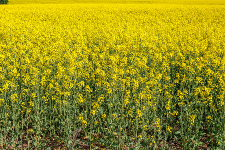Vast field of vibrant yellow canola flowers under clear sky. Bright, blooming rapeseed plants...