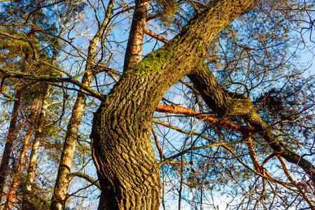 Gnarly tree trunk with vibrant green moss reaching towards a bright blue sky, forest backdrop with...
