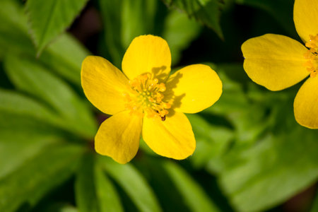 Bright yellow Anemone (Anemone ranunculoides) blooms shine vibrantly against a lush, blurred green...