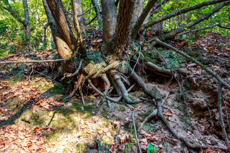 Exposed, gnarled tree roots grip the earthy bank, showcasing nature's tenacious hold amongst fallen...