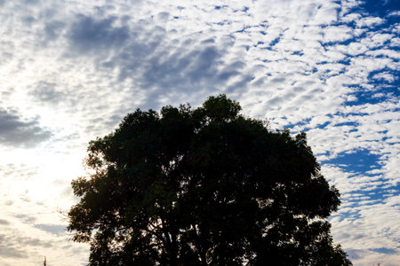 Dark silhouette of a dense tree canopy against a dramatic, patchy sky with bright sunlight breaking...