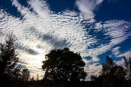 Dramatic sky with striking altocumulus clouds scattered across deep blue, silhouetting a large lush tree and surrounding foliage at twilightの写真素材