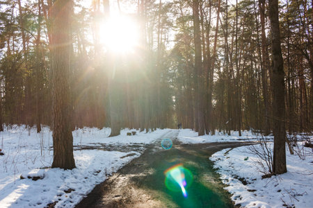 Bright sun flares illuminate a winter forest path dividing amidst tall pines with patches of melting...