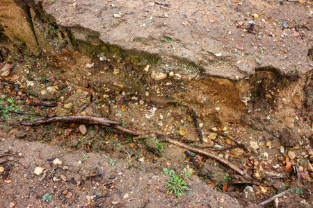 Erosion exposes layered earth, rocks, and a wet, dark branch spanning a small gully in the forest...