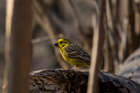 Bright yellow male Yellowhammer perched on rough wood with a tiny seed held in its beak, glimpsed through vertical brown branchesの写真素材
