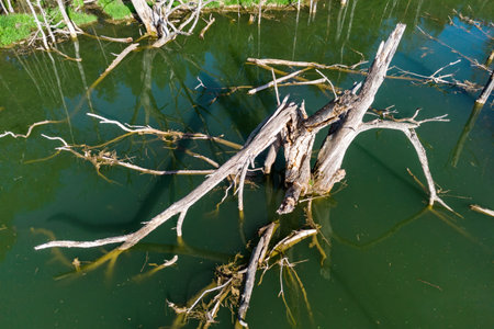 Drone view captures stark, weathered tree wreckage emerging from murky, green pond water, a fascinating, still nature sceneの写真素材